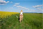 Back view of young woman riding a Haflinger horse in a meadow with Kooikerhondje dog walking beside, spring, Bavaria, Germany