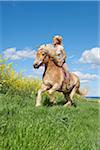 Young woman riding a haflinger horse in spring, Bavaria, Germany