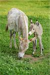 Close-up of a donkey (Equus africanus asinus) mother with her 8 hour old foal on a meadow in summer, Bavaria, Germany