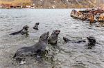 Young Antarctic fur seals (Arctocephalus gazella) mock fighting in Grytviken Harbor, South Georgia, Polar Regions