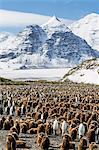 Adult and juvenile king penguins (Aptenodytes patagonicus), at breeding colony at Salisbury Plain, South Georgia, Polar Regions