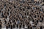 King penguin (Aptenodytes patagonicus) adults with chicks at St. Andrews Bay, South Georgia, Polar Regions