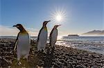 King penguins (Aptenodytes patagonicus) at sunrise, in St. Andrews Bay, South Georgia, Polar Regions