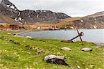 Southern elephant seal pups (Mirounga leonina) after being weaned in Grytviken Harbor, South Georgia, Polar Regions