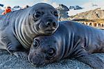 Southern elephant seal pups (Mirounga leonina), Gold Harbor, South Georgia, Polar Regions