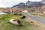 Southern elephant seal pups (Mirounga leonina) after weaning in Grytviken Harbor, South Georgia, Polar Regions