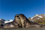 Male southern elephant seal pups (Mirounga leonina) mock-fighting, Gold Harbor, South Georgia, Polar Regions