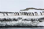 Adelie penguins (Pygoscelis adeliae) at breeding colony at Brown Bluff, Antarctica, Southern Ocean, Polar Regions