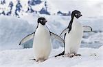 Adelie penguin (Pygoscelis adeliae) pair, at Brown Bluff, Antarctica, Southern Ocean, Polar Regions