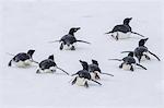 Adelie penguins (Pygoscelis adeliae) tobogganing to the sea at Brown Bluff, Antarctica, Southern Ocean, Polar Regions