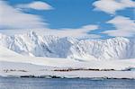 Gentoo penguin (Pygoscelis papua) breeding colony at Dorian Bay, Antarctica, Polar Regions