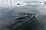 A curious Antarctic minke whale (Balaenoptera bonaerensis), approaches the Zodiac in Neko Harbor, Antarctica, Polar Regions