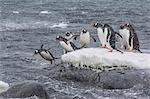 Gentoo penguins (Pygoscelis papua) returning to sea from breeding colony at Port Lockroy, Antarctica, Polar Regions