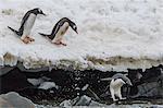 Gentoo penguins (Pygoscelis papua) leaping into the sea with Adelie penguin at Booth Island, Antarctica, Polar Regions