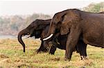 African elephants (Loxodonta africana), Chobe National Park, Botswana, Africa