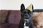 Portrait of cute dog on sofa wearing party hat