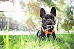 Portrait of dog watching from park grass