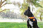 Portrait of dog looking over shoulder in park