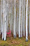 Fall colours in the Wasatch Mountains, aspen trees with pale bark and straight trunks.