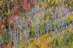 Vivid autumn foliage colour on maple and aspen tree leaves.