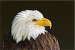 Portrait of Bald Eagle (Haliaeetus Leucocephalus), Bavaria, Germany