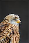 Portrait of Red Kite (Milvus milvus), Bavaria, Germany