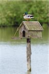 Mallard Drake (Anas platyrhynchos) on Nesting Box, Bavaria, Germany