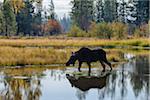 Backlit Moose (Alces alces) in Pond, Jackson Hole, Grand Teton National Park, Wyoming, USA