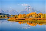 Oxbow Bend of Snake River with Mt Moran and American Aspens (Populus tremuloides) in Autumn Foliage, Grand Teton National Park, Wyoming, USA