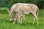 Close-up of Donkey (Equus africanus asinus) Mother with 8 hour old Foal on Meadow in Summer, Upper Palatinate, Bavaria, Germany