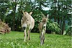 Portrait of Donkey (Equus africanus asinus) Mother with 8 hour old Foal on Meadow in Summer, Upper Palatinate, Bavaria, Germany