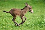 Portrait of One Week Old Donkey (Equus africanus asinus) Foal on Meadow in Summer, Upper Palatinate, Bavaria, Germany