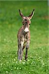 Portrait of One Week Old Donkey (Equus africanus asinus) Foal on Meadow in Summer, Upper Palatinate, Bavaria, Germany