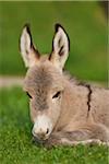 Close-up Portrait of 8 hour old Donkey (Equus africanus asinus) Foal on Meadow in Summer, Upper Palatinate, Bavaria, Germany