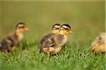 Close-up of Indian Runner Ducklings (Anas platyrhynchos domesticus) on Meadow in Summer, Upper Palatinate, Bavaria, Germany