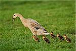 Portrait of Indian Runner Duck (Anas platyrhynchos domesticus) Mother with Ducklings on Meadow in Summer, Upper Palatinate, Bavaria, Germany