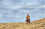 Cowboy Riding Horse, Shell, Wyoming, USA