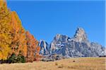 European Larch (Larix decidua) Trees in Autumn Foliage with Cimon della Pala in Pale di San Martino, Passo Rolle, Parco Naturale Paneveggio Pale di San Martino, Trentino-Alto Adige, Trento District, Trentino, Dolomites, Alps, Italy