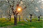 Sun through Cherry Trees Blossoming in Spring, Baden Wurttemberg, Black Forest (Schwarzwald), Germany