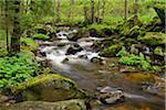 Kalte Bode in Elendstal, Schierke, Harz, Saxony-Anhalt, Germany