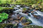 Kalte Bode in Elendstal, Schierke, Harz, Saxony-Anhalt, Germany