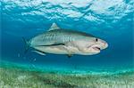 Tiger shark (Galeocerdo cuvier) swimming in the reefs north of the Bahamas in the Caribbean