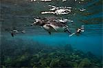 Galapagos penguins (Spheniscus mendiculus) swimming, Galapagos Islands, Ecuador