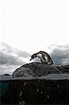 Galapagos penguin (Spheniscus mendiculus) standing on rock, Galapagos Islands, Ecuador