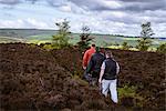 Rear view of male friends hiking on heather moors, Pateley Bridge, Nidderdale, Yorkshire Dales