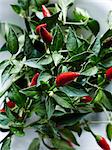 Close up of red birdseye chillies in bowl