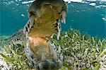 Close up of open mouthed american crocodile, Chinchorro biosphere reserve, Quintana Roo, Mexico