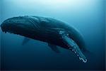 Humpback whale (Megaptera novaeangliae) resting in the deep, Roca  Partida, Revillagigedo, Mexico