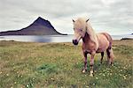 Icelandic horse, Snaefellsnes Peninsula, Iceland