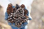 Hands of mature woman holding pine cones in forest